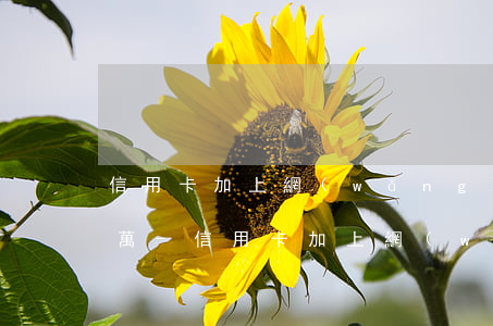 信用卡加上網(wǎng)貸一共欠了65萬-信用卡加上網(wǎng)貸一共欠了65萬怎么辦