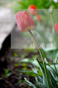 信用卡十五天逾期八千多利息多少(信用卡十五天逾期八千多利息多少錢)