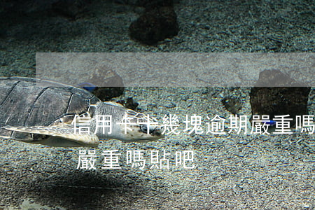 信用卡十幾塊逾期嚴重嗎(信用卡十幾塊逾期嚴重嗎貼吧)