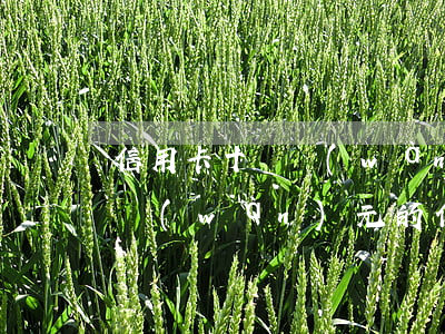 信用卡十幾萬(wàn)還不上怎么辦(10萬(wàn)元的信用卡還不上怎么辦)