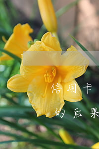 信用卡十萬不還的后果(信用卡透支十萬不還的后果是怎樣)