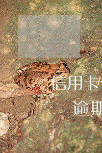 信用卡十萬逾期三個月利息多少-信用卡十萬逾期三個月利息多少錢
