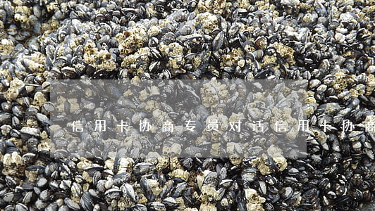 信用卡协商专员对话(信用卡协商专员对话)