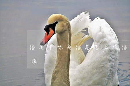 信用卡协商信息怎么填(信用卡协商信息怎么填)