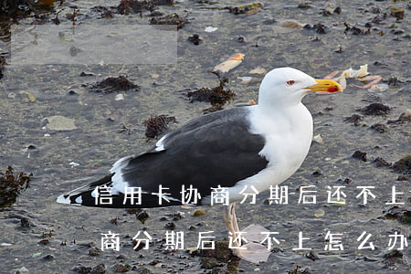 信用卡协商分期后还不上怎么办-信用卡协商分期后还不上怎么办呢