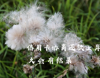 信用卡协商还款上岸(和信用卡协商还款后多久会有结果?)