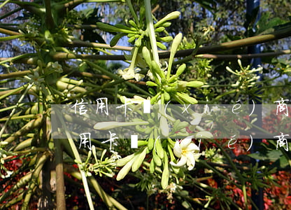 信用卡協(xié)商二次分期需要什么(信用卡協(xié)商二次分期需要什么手續(xù))