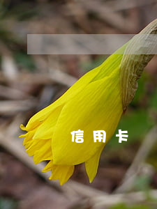 信用卡協(xié)商停息5年