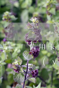 信用卡協(xié)商停息掛賬是真的嗎興業(yè)-興業(yè)銀行信用卡協(xié)商還款