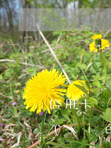信用卡協(xié)商分期靠譜嗎(信用卡 協(xié)商分期)