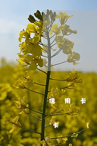 信用卡協(xié)商怎么找第三方-信用卡協(xié)商怎么找第三方平臺(tái)