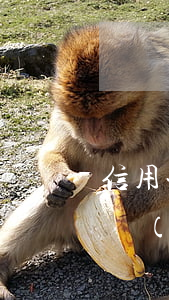 信用卡協(xié)商成功再次逾期(信用卡協(xié)商后再次逾期)