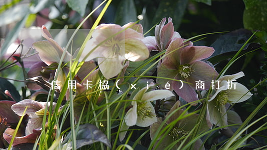 信用卡協(xié)商打折