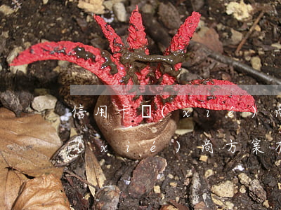 信用卡協(xié)商方案有哪些 信用卡協(xié)商方案有哪些