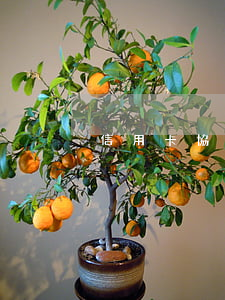 信用卡協(xié)商號(hào)碼