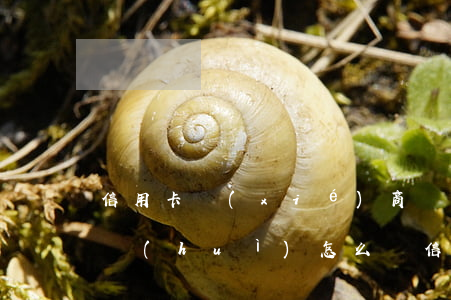 信用卡協(xié)商還款后再次逾期上海會(huì)怎么樣（信用卡協(xié)商還款后再次逾期上海）