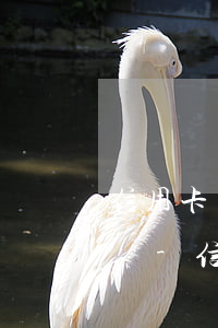 信用卡協(xié)商還款后可以申請使用嗎-信用卡協(xié)商還款后可以申請使用嗎