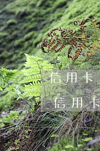 信用卡協(xié)商還款還會是逾期嗎 欠信用卡可以申請協(xié)商還款