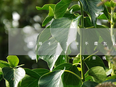 信用卡卡5年不還怎么辦(信用卡5年沒還了嚴(yán)重嗎)