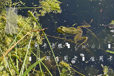 信用卡卡服務(wù)費(fèi)可以不還么(用信用卡還信用卡收費(fèi)嗎)