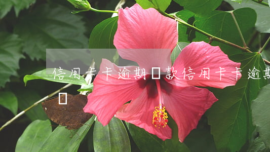 信用卡卡逾期還款(信用卡卡逾期還款有利息嗎)