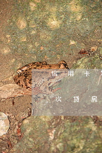 信用卡发生过逾期1次房贷能批吗(逾期过1次贷房有问题么)