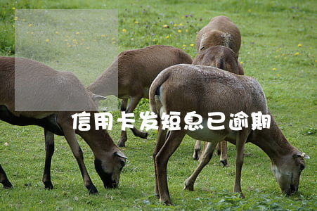 信用卡发短息已逾期