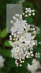信用卡取现后逾期怎么办(信用卡逾期一个月还款了还可以取现吗?)