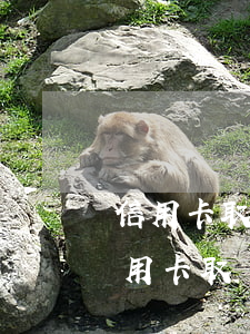 信用卡取現(xiàn)逾期常識(不小心信用卡取現(xiàn)了怎么辦)