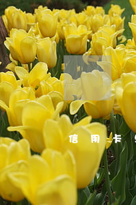 信用卡只刷了一筆就逾期