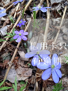 信用卡只有逾期才可以停息掛賬嗎(信用卡只有逾期才可以停息掛賬嗎)