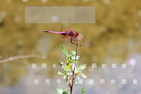 信用卡只要逾期的都會(huì)上征信嗎(信用卡只要逾期的都會(huì)上征信嗎貼吧)