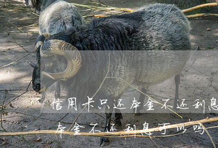 信用卡只还本金不还利息可以吗(信用卡只还本金不还利息可以吗)