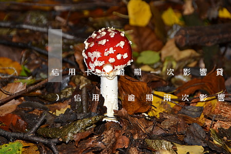 信用卡只逾期一次影響貸款(半年內(nèi)信用卡逾期兩次影響貸款嗎)