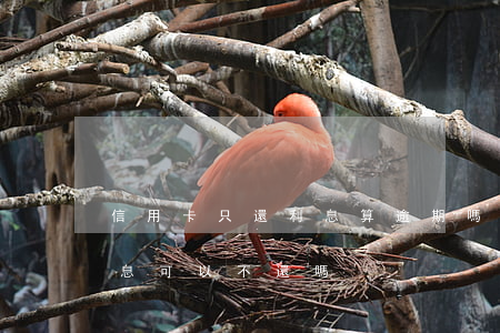 信用卡只還利息算逾期嗎(信用卡逾期后的利息可以不還嗎)