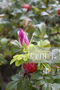 信用卡只還最低會逾期嗎(低額度信用卡逾期嚴重嗎)