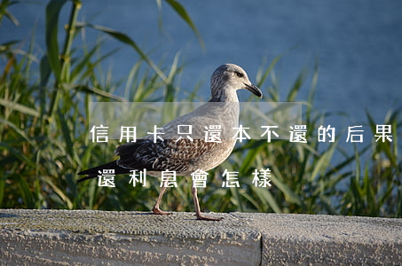 信用卡只還本不還的后果(信用卡只還本金不還利息會怎樣)