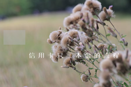 信用卡只還本金的流程