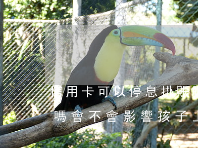 信用卡可以停息掛賬嗎(信用卡可以停息掛賬嗎?會不會影響孩子上班)