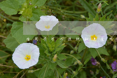 信用卡可以提现和透支吗