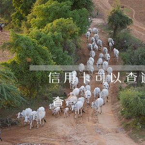 信用卡可以查逾期記錄么(信用卡逾期在哪里查記錄)