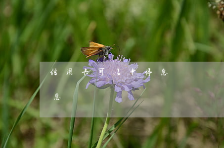 信用卡可以申停息掛賬嗎(信用卡可不可以停息掛賬)