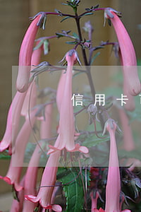 信用卡可以逾期4年嗎-欠信用卡4年