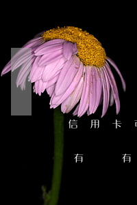 信用卡可以逾期一兩天嗎(信用卡逾期兩三天有沒有事)