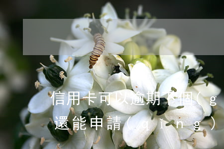 信用卡可以逾期下個(gè)月還嗎(逾期了還能申請(qǐng)信用卡嗎)