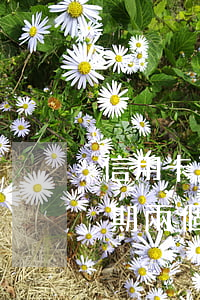 信用卡可以逾期兩個月還款嗎(信用卡可以逾期兩個月還款嗎還本金嗎)