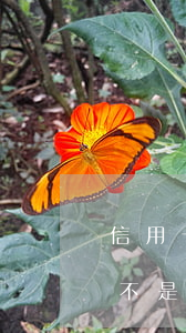 信用卡呆賬不還什么后果(信用卡成為呆賬是不是不用還了)