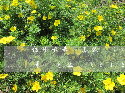 信用卡呆賬怎么協(xié)商還-信用卡呆賬怎么協(xié)商還