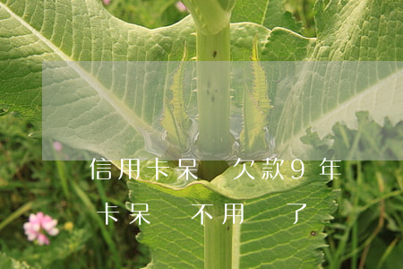 信用卡呆賬欠款9年沒還去銀行處理嗎(信用卡呆賬不用還了)