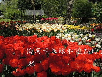 信用卡呆账和逾期的区别(信用卡逾期成为呆账)